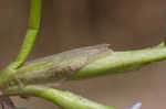 Bouquet mudplantain